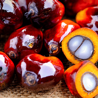 Alles rund ums Palmöl – und warum wir gerne darauf verzichten