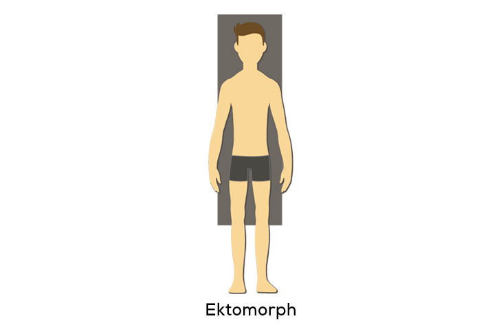 ektomorph-körpertyp