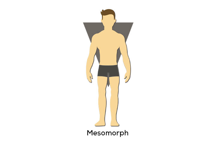 mesomorph-körpertyp
