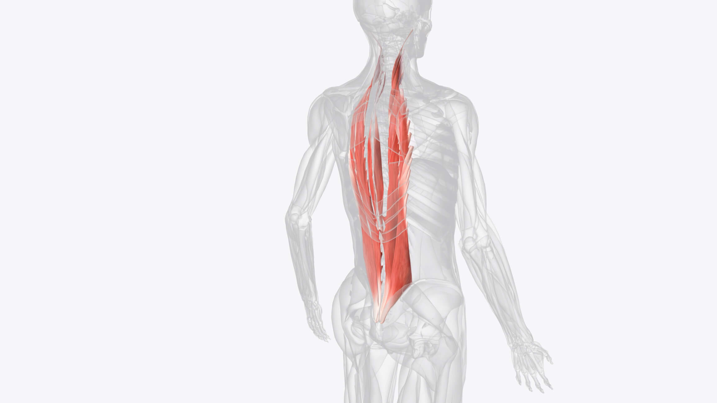 maxinutrition bauchmuskeltraining - abbildung erector spinae