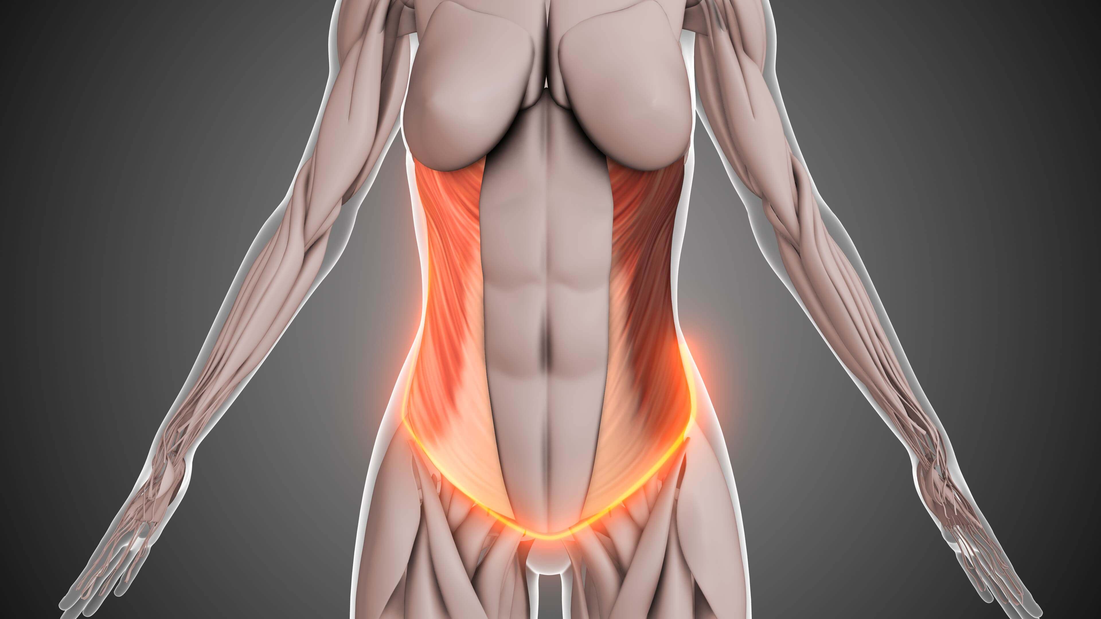 maxinutrition bauchmuskeltraining - abbildung obliques