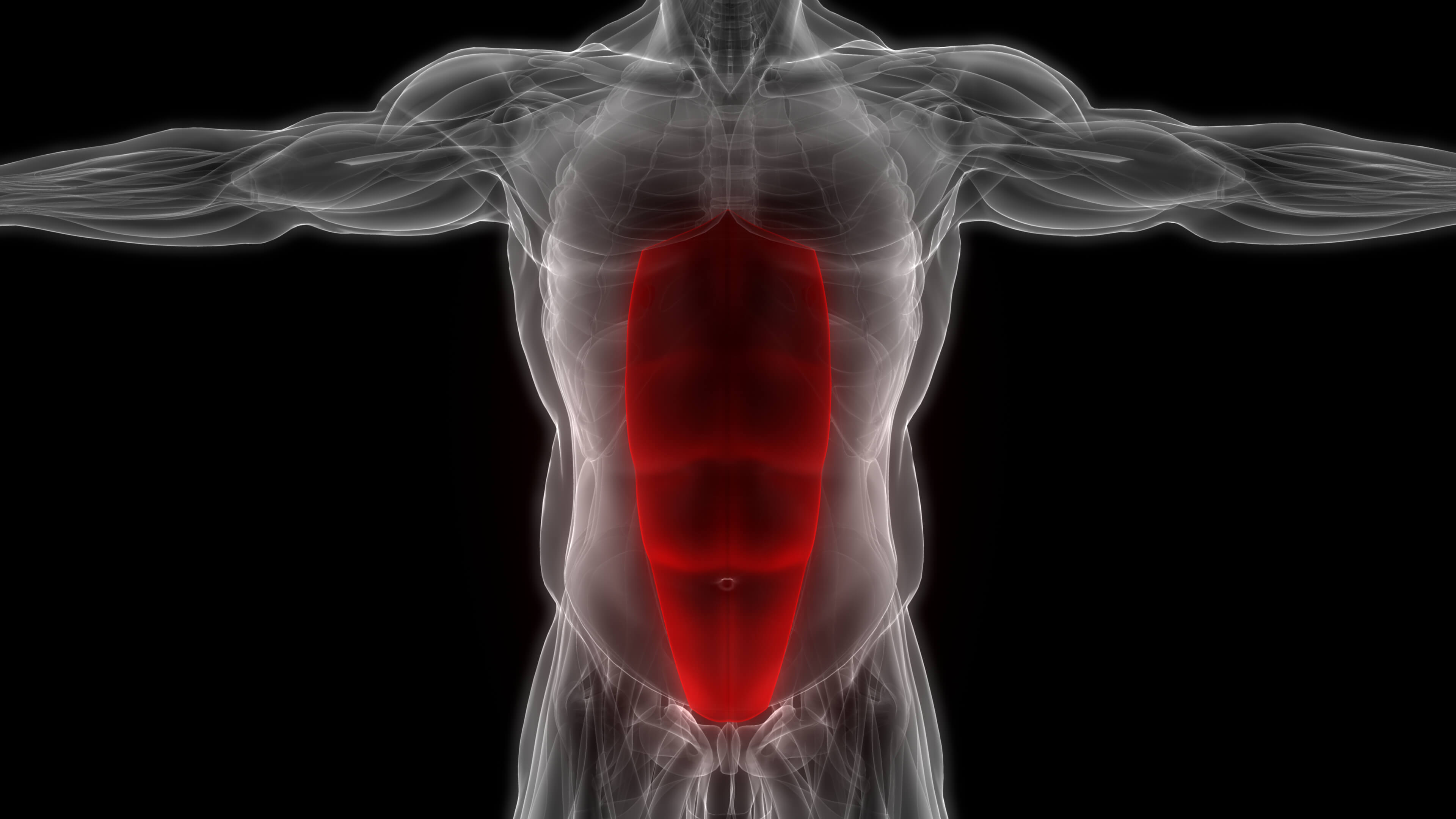 maxinutrition bauchmuskeltraining - abbildung rectus abdominis