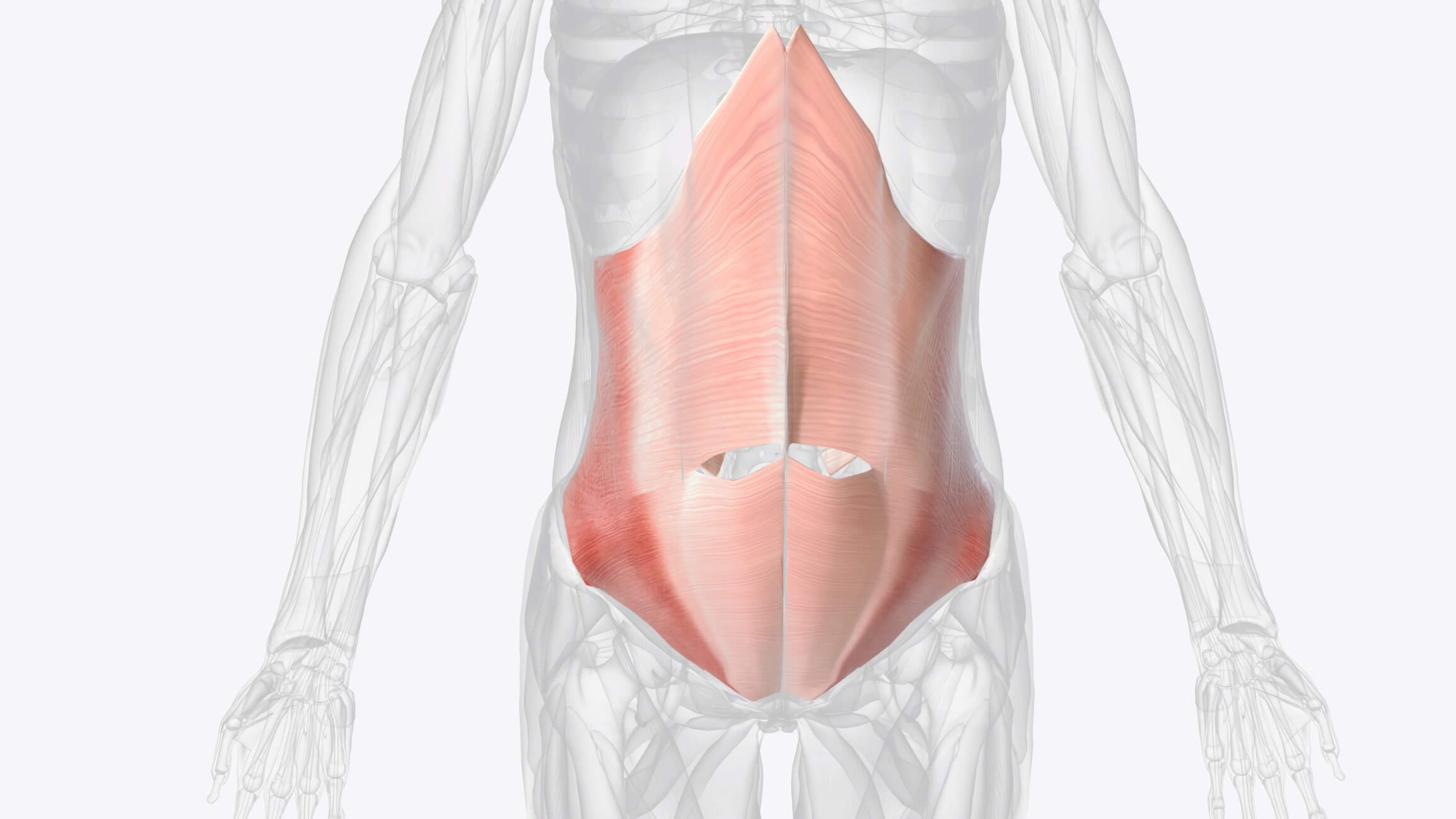maxinutrition bauchmuskeltraining - abbildung transversus abdominis